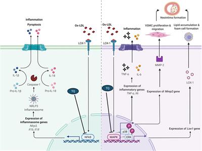 Anti-Inflammatory Effects of Thymoquinone in Atherosclerosis: A Mini Review